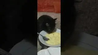 Cat eats mashed potatoes
