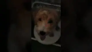 MY DOG IS SITTING ON THE TOILET!!!