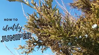 How to Identify Juniper | How to Forage Juniper | Foraging For Juniper | Juniper Berries | Foraging