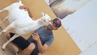 ANIMAIS DISPONÍVEIS A VENDA VAL DAS OVELHAS 