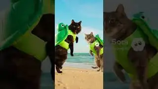 Turtle Suit Cat Duo Wins the Slow Dance Challenge