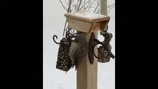 Silly Male Northern Flicker. Little Red breasted Nuthatch 🧡