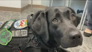 San Diego police introduce Phoebe, the K9 who sniffs out child predators