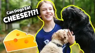 Can Dogs Eat Cheese? Is Cheese Good For Dogs?