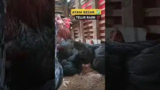 Ayam besar bertelur rajin 💯 #ternakayam #hybridanimals #ayam