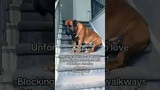 True #dogs #dog #funnydogs #fypyoutube #fyp #dogsofyoutube #dogvideos #dogshorts #boerboel #pets