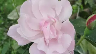 Dil Garden Garden Ho Gaya 🌅🌹 #homegarden #nature #motherearth #flowers #beauty #protectnature #life