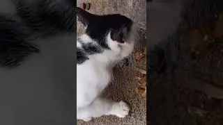 cat eats 15 #kitten #cute #kitty #cat #catvideos #catshorts #kucinglucu #kucingimut #kucingkampung