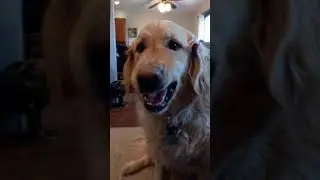 Molly eats a clementine