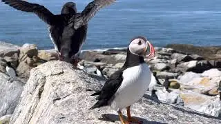 Puffin Cam - Macias Seal Island Pt 1