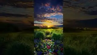Flower's In The Field
