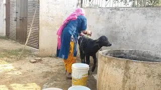 भैंस की Baby का देसी नहलाना देखिए। Cute Buffalo Baby Bath in Indian Village Life