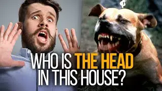 Top 5 most dangerous dog breeds