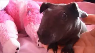 Eden,the skinny guinea pig very cute! made in france
