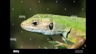 Very Lizard