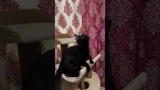 Rocking cats#cuteanimals 🤗🤗🤗🤗