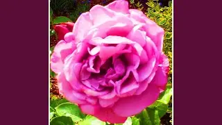 Purple Rose