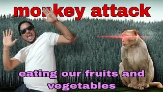 MONKEY ATTACK 😮😮|they are eating our fruits and vegetables|