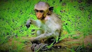 Great video of monkey family, Kind Jane family looks adorable and friendly