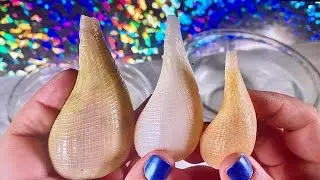 Cleaning Delicate Paper Fig Seashells & Sunray Venus From Marco Island  Only on Fun House TV