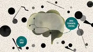 Com afecten les drogues al cervell?