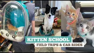 Kitten School -- Field trips and car rides