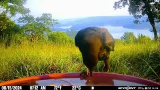 Joe Crow Be Like Old Apple Cores Taste Better Dunked in Water 😃 Like Subscribe #crow #apieceofpeace