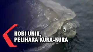 Hobi Unik, Pelihara Kura-kura dari Berbagai Negara Senilai Puluhan Juta