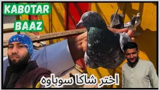 Kabotar baz in sohawa | pigeon lovers | pigeons vlog | birds house making | Desi life in Pakistan 🇵🇰