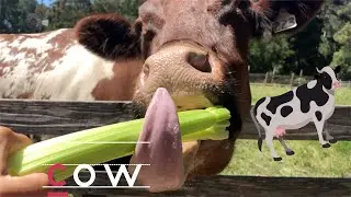 C is for Cow | Old Macdonald Had a Farm | Nursery Rhyme
