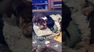 #puppy #bulldogsofinsta #englishbulldogsofinstagram #follow #bulldog #disney #sleepingbeauty