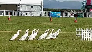 The Quack Pack @ The Anglesey Show 2022