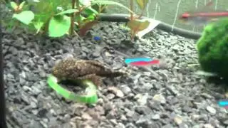 Unser Antennenwels (Ancistrus sp) Bob mit ihrer Gurke ;)