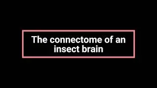 The connectome of an insect brain | English Listening Practice