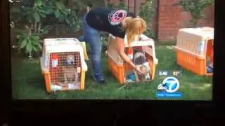 South Korea senior beagle rescue - Channel 7 coverage