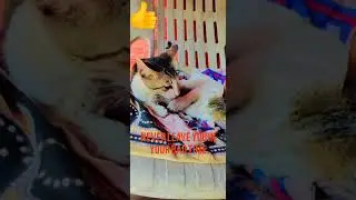 Sasta Sigma Rule by Snow friend &lsquo;Newton' see the pinned comment #shorts #catlover #sigmarule #cats