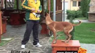 Lectie de dresaj Latrat pe masa din sezi si din culcat