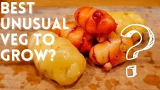 OCA - New Zealand Yam Harvest - Great Unusual Vegetable