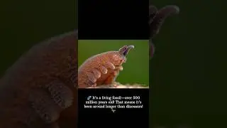 Velvet Worm Shoots Glue Like SpiderMan!🐛#facts #animals #insects #reptiles #shorts #reels #wildlife