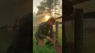 Baby Deer Tangled in Barbed Wire #animals #saveanimals #deer