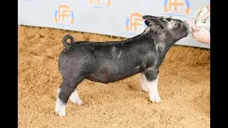 HF Genetics 97-3 BB