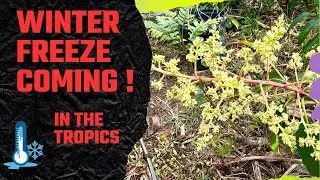 Mango Tree Update Healthy Growth    But Can They Handle the Coming Arctic Blast