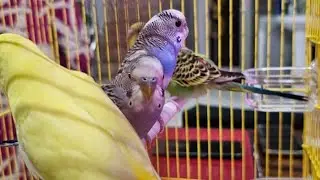 Live: My Home Birds Singing & Sounds in 4K for Sleep & Study 🐦🌿 