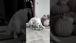 Top 4 Mistakes Making Your Dog Leash Reactive!