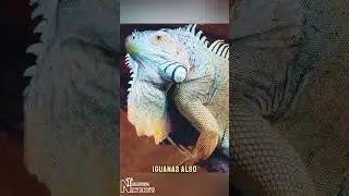 Iguana. #naturetreasures #natgeo #animals #wildanimals #lizard #iguana #creature #dangerous #unique