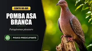 Canto da Pomba Asa Branca / Pomb&atilde;o / Pomba Carij&oacute; | Picazuro Pigeon | Patagioenas Picazuro