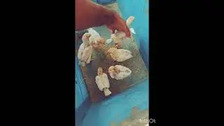 New Aseel chicks | Sun bath | 🌞🐥 #trending #aseel #murgi #baby