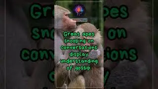 Eavesdrop Experts: Cracking the Code of Animal Eavesdropping in the Wild Symphony! 🐾👂