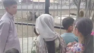Afg Kabul Zoo🇦🇫🇦🇫🇦🇫باغ وحش کابل افغانستان
