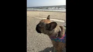 きゅうじつだよ　おこげさん